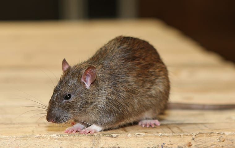 Where Do Rats Live?, Mice & Rat Habitat in Florida