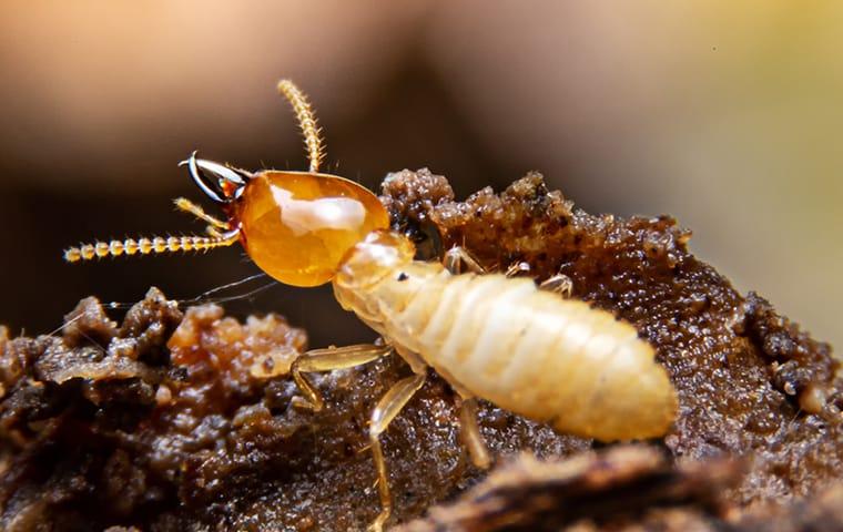 a termite crawling on damaged wood in lake worth florida