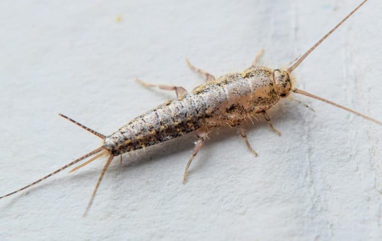 a silverfish crawling on the floor of a garage in boca raton florida
