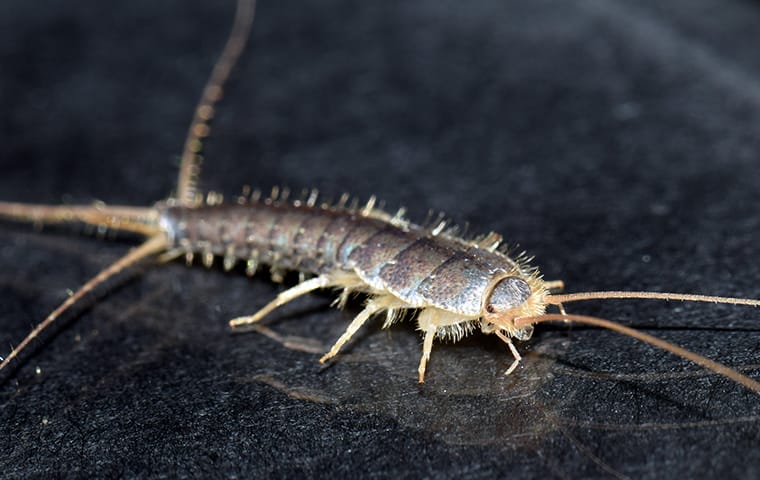 Silverfish Contaminate Food & Damage Belongings a silverfish crawling on a desk in an office in fort lauderdale florida
