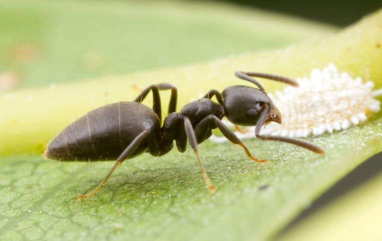 a white footed ant crawling on a leaf outside a home in boca raton florida