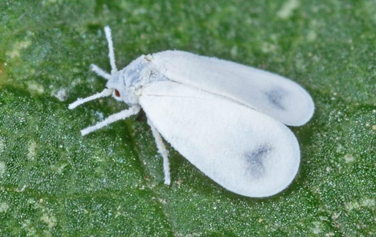 a whitefly crawling on the leaf of a plant in a garden in boca raton florida