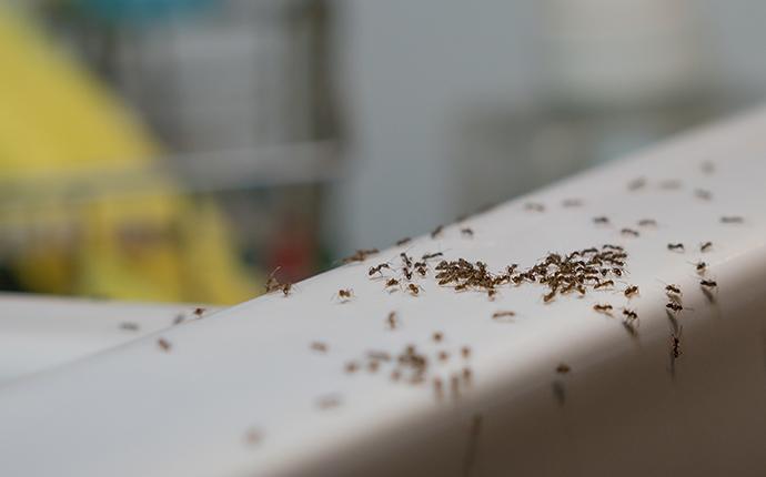 ants crawling on a sink in a home