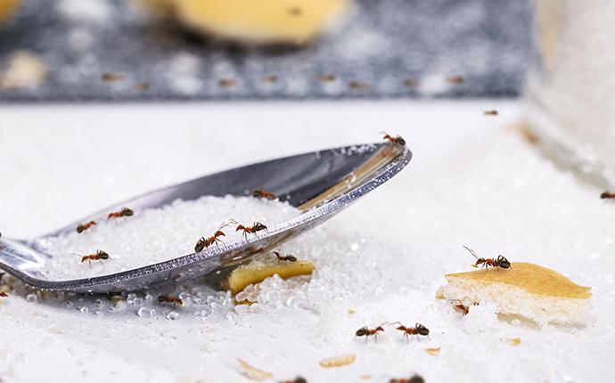 ants on a sugary spoon