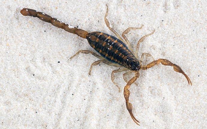a scorpion crawling in sand in manhattan beach california