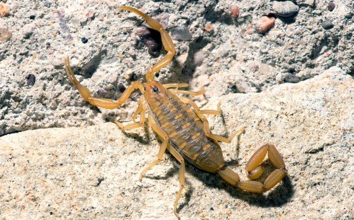 a bark scorpion sunning itself on a rock