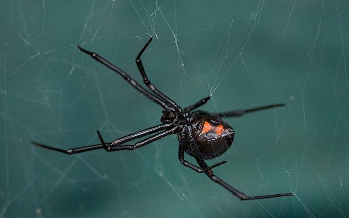 black widow spider hanging on web