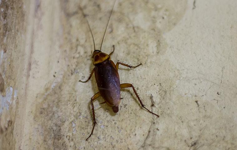 cockroach in a dark basement