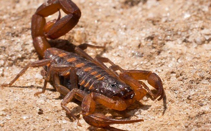 close up view of a bark scorpion outside