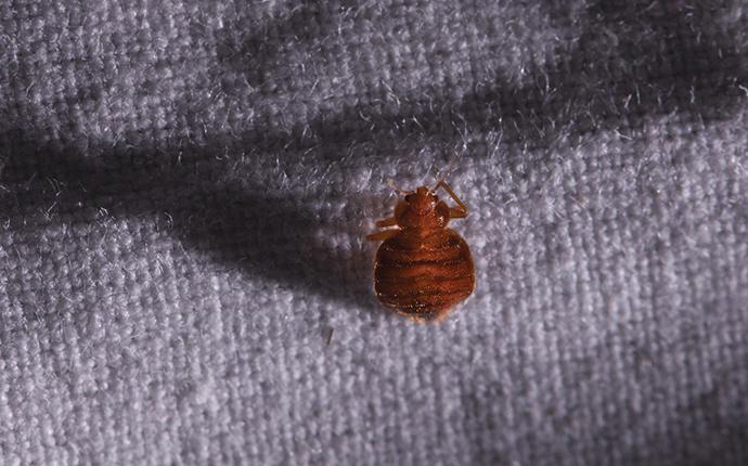 a bed bug crawling on the side of a mattress