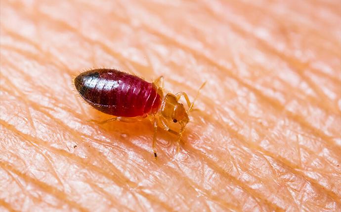bedbug on human skin