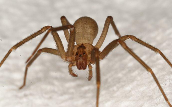 brown recluse spider on a blanket
