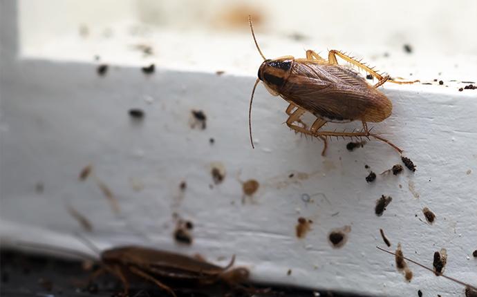 cockroaches on baseboard