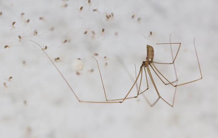 a daddy long leg spider with its babies