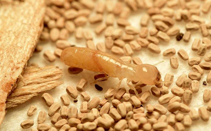a drywood termite crawling between frass