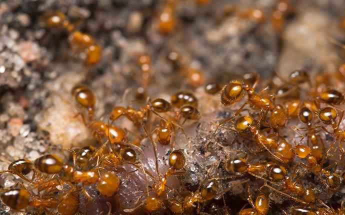 fire ants eating a worm