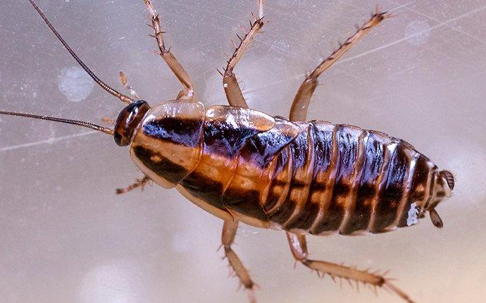 german cockroach on glass