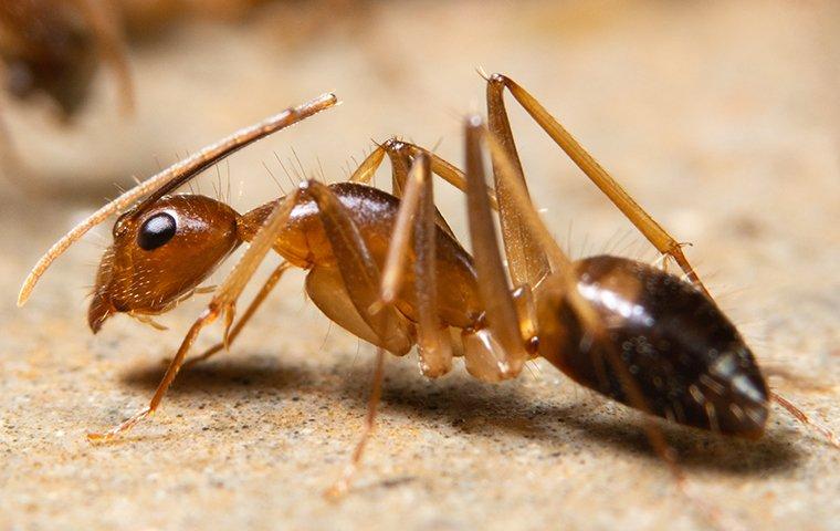 up close image of a crawling ghost ant