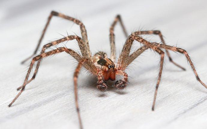 a hobo spider crawling on a counter