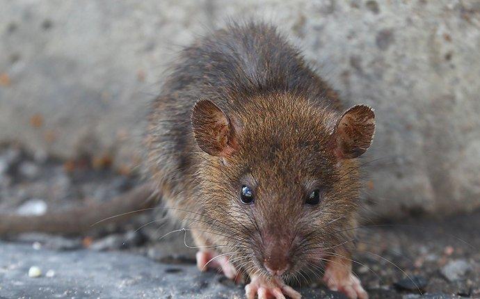 norway rat outside next to foundation