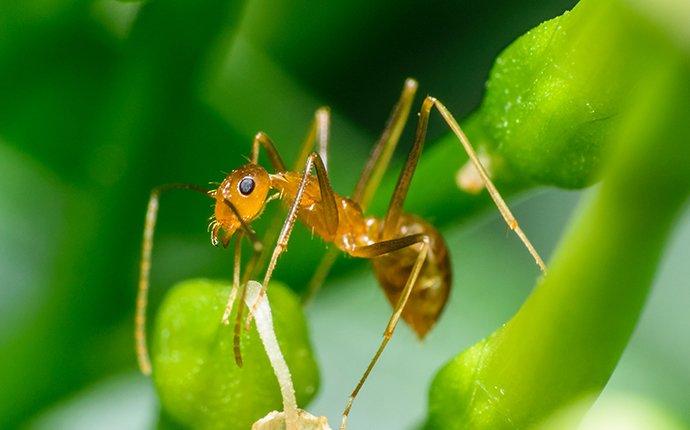 a pharoh ant on a plant