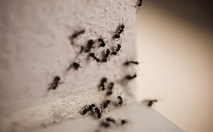 ants crawling on countertop