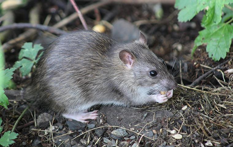 rat eating outdoors