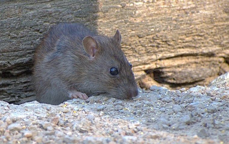 a rat near a home