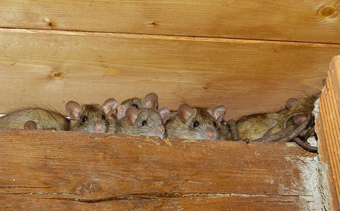 many roof rats huddled together in a rafter