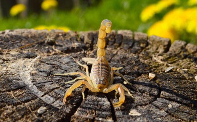a scorpion on a tree stump
