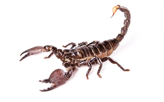 scorpion on white background facing left