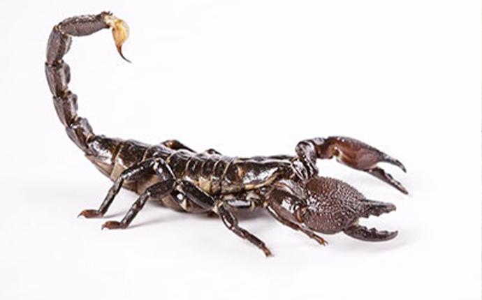 scorpion on white background