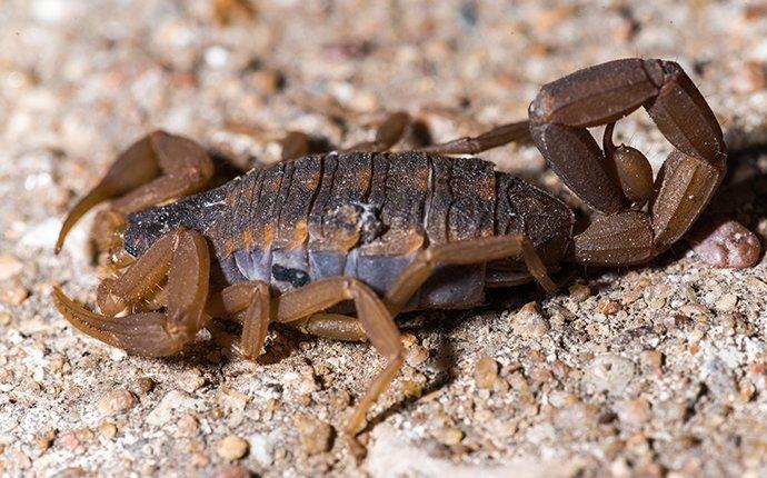 scorpion crawling on rock
