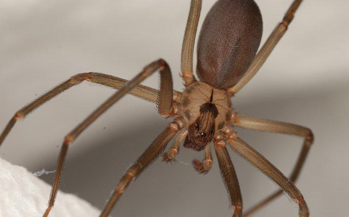 a brown recluse spider hanging on its web