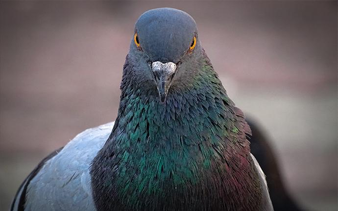 close up of pigeon