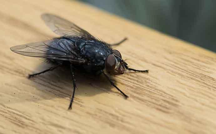 a fly that landed on a table