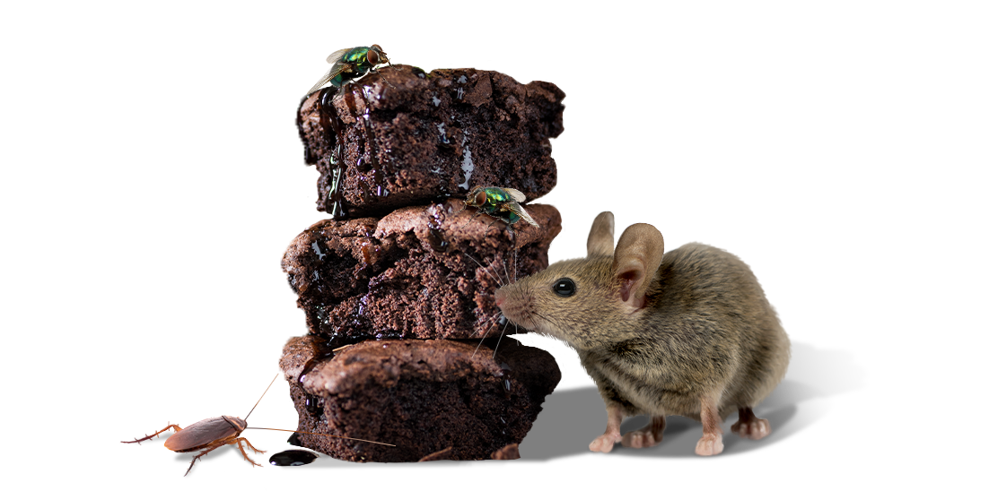 rodent next to brownies