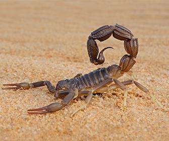 scorpion in the sand