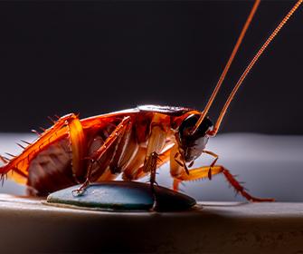 cockroach on a spoon