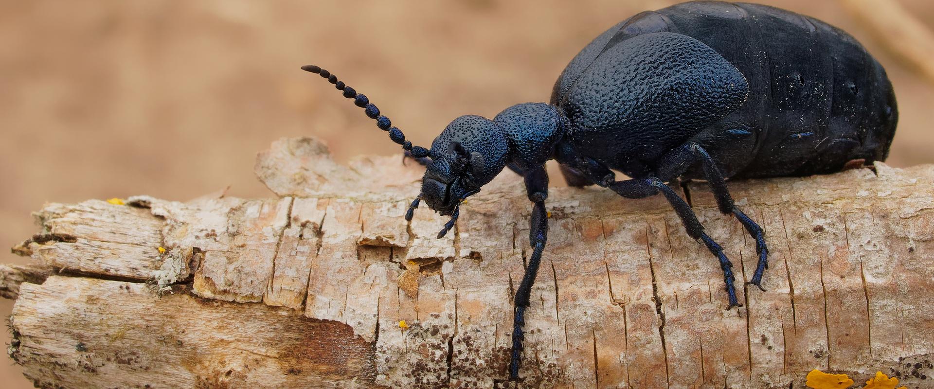 beetle on wood