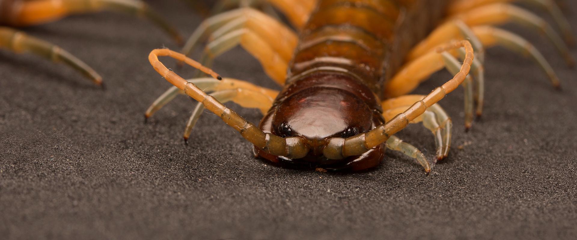 a close up of a centipede