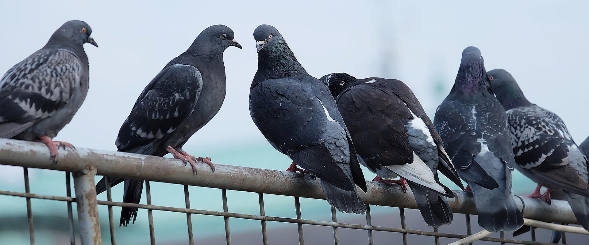 pigeons perched on rail