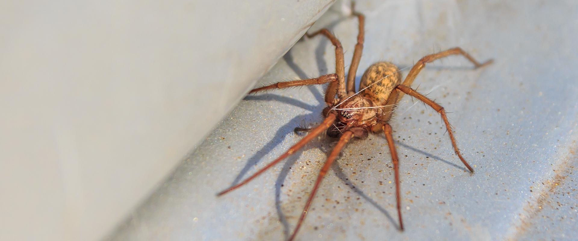 a spider on the gravel