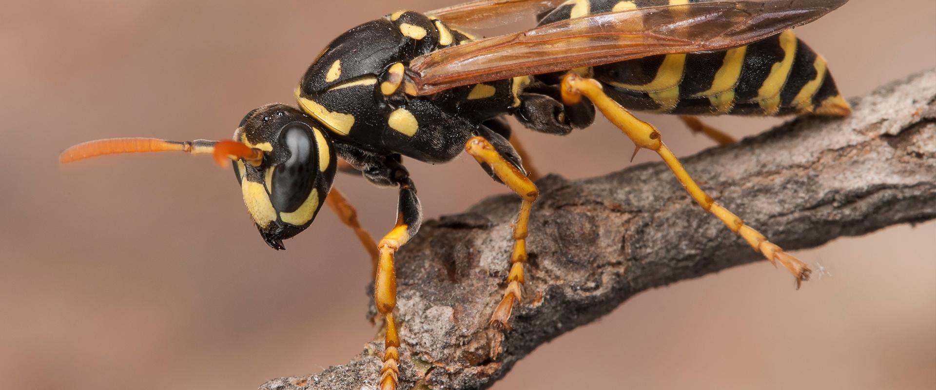 wasp on a branch
