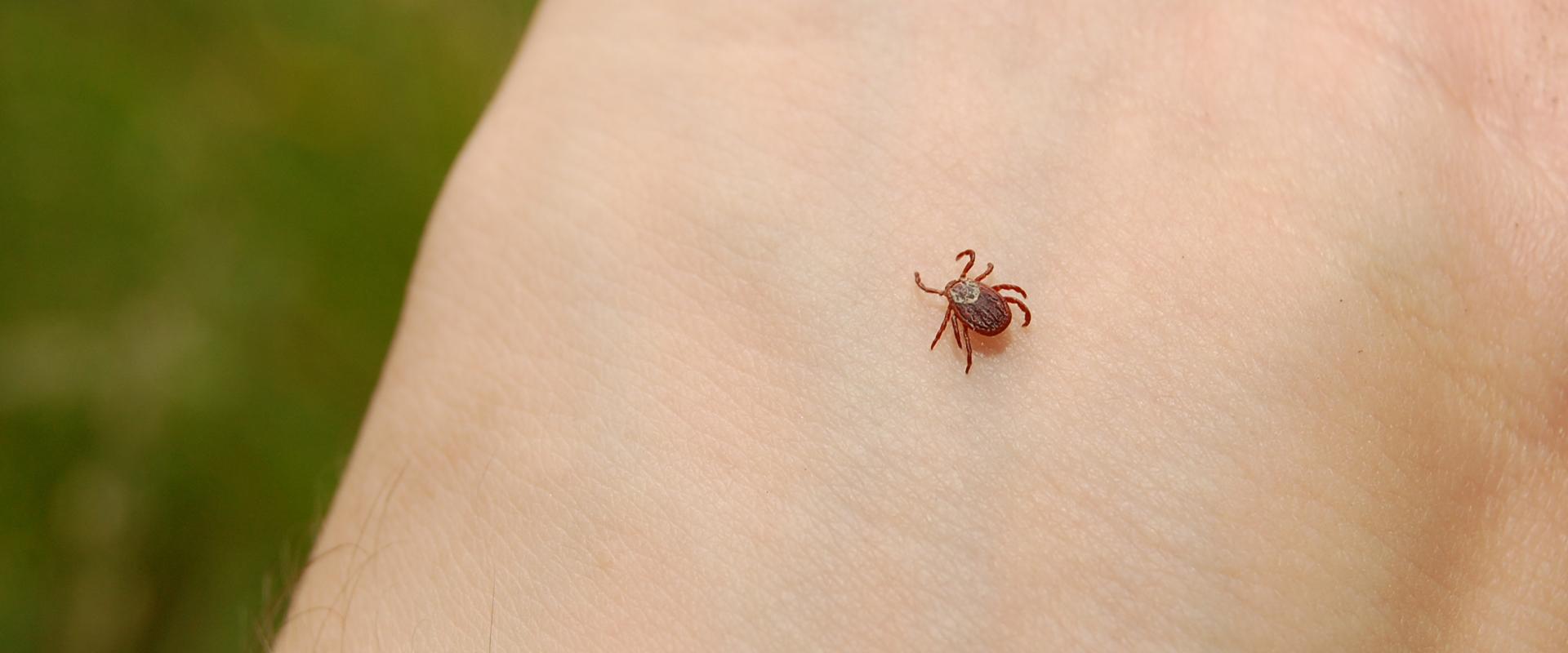 a tick on a persons wrist