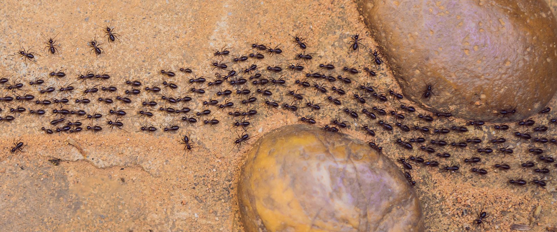 ants matching on dirt