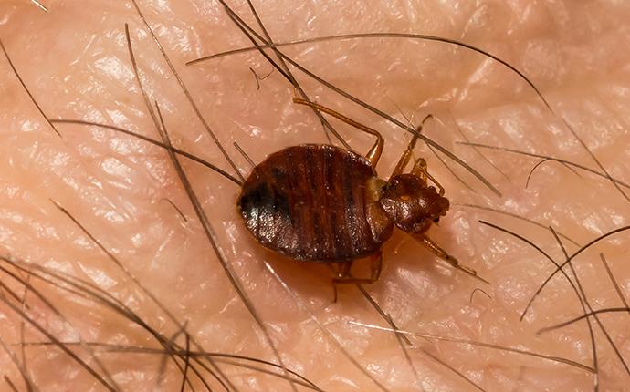 a bedbug on human skin