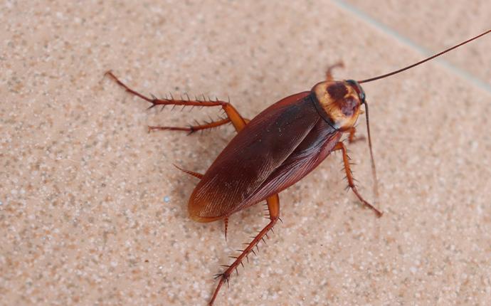 a cockroach on tile