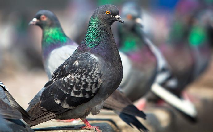 close up of pigeons perched on wood