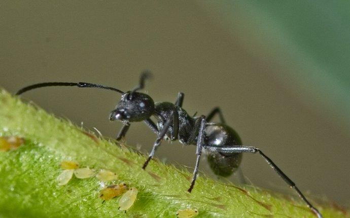 an odorous house ant crawling on a leaf